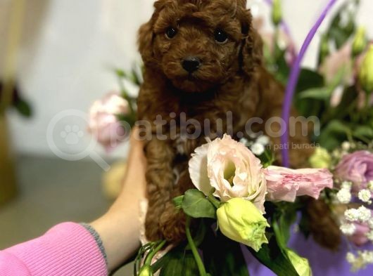 Toy Poodle Mini Boy Yavrular görsel