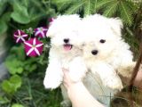 Mini Boy Kar Beyaz Maltese