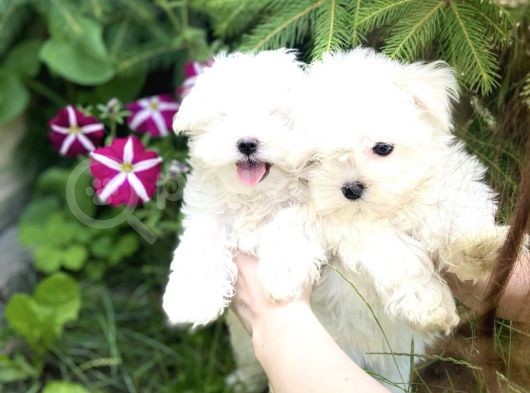 Mini Boy Kar Beyaz Maltese