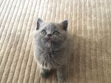 Saf British Shorthair Yavrular