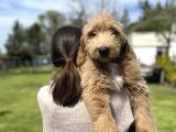 Türkiyede Tek Labradoodle Yavrularimiz