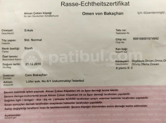 Safkan Siyah Alman Kurdu görsel