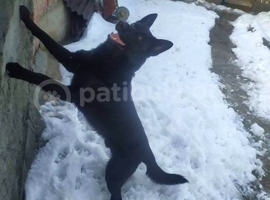 Safkan Siyah Alman Kurdu görsel