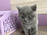 Bristh Shorthair