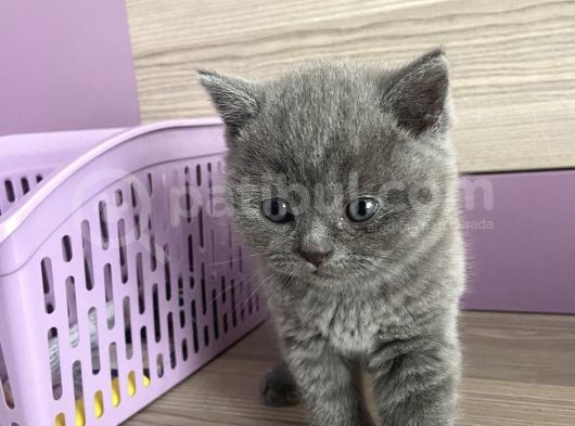 Bristh Shorthair görsel