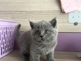 Bristh Shorthair
