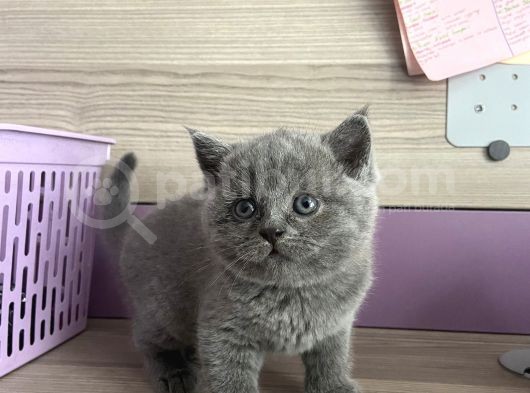 Bristh Shorthair