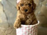 Red Brown Toy Poodle Yavrular