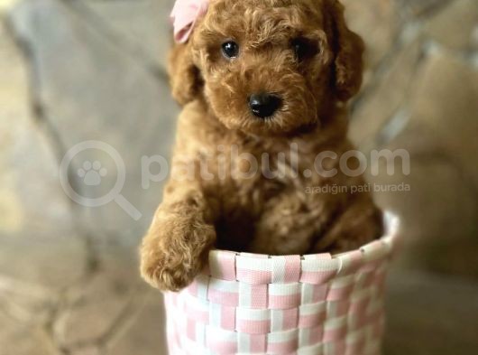 Red Brown Toy Poodle Yavrular görsel