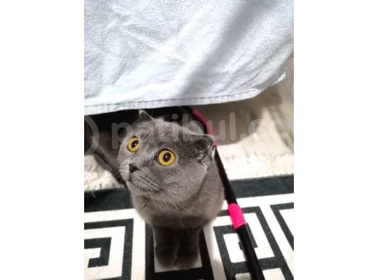 Scotish Fold görsel