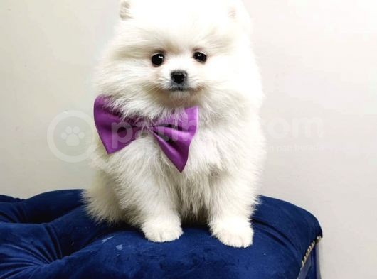 Teddy Face Pomeranian Bol Tüylü Pomeranian Yavrular