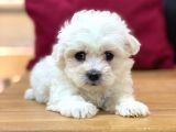 Tatli Maltese Terri̇er