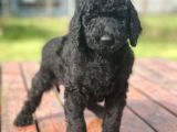 Standart Boy Irk Garantili Poodle Yavrular