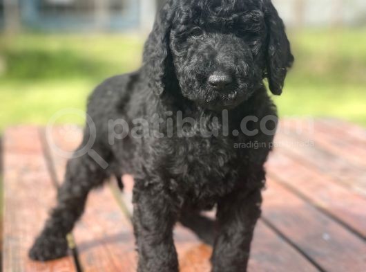 Standart Boy Irk Garantili Poodle Yavrular görsel