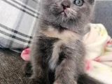 2 Aylık Scottish Fold Dişi Yavrumuz