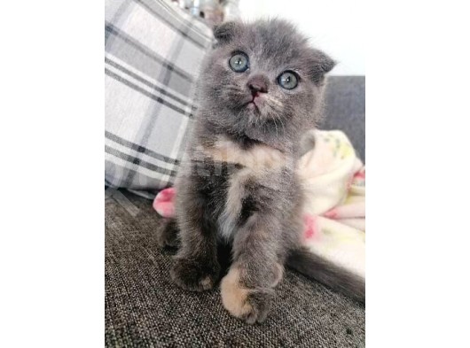 2 Aylık Scottish Fold Dişi Yavrumuz görsel