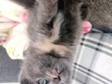 2 Aylık Scottish Fold Dişi Yavrumuz
