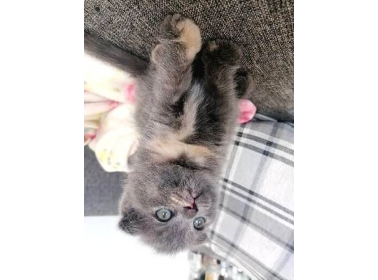 2 Aylık Scottish Fold Dişi Yavrumuz görsel