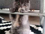2 Aylık Scottish Fold Dişi Yavrumuz