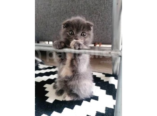 2 Aylık Scottish Fold Dişi Yavrumuz görsel