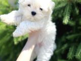 Maltese Mini Boy Yavrular