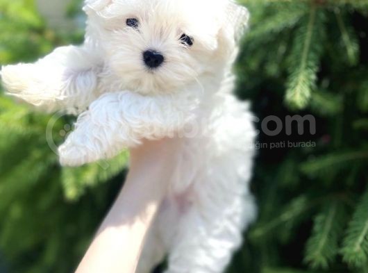 Maltese Mini Boy Yavrular görsel