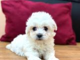 Tatli Maltese Terri̇er