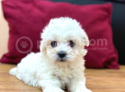 Tatli Maltese Terri̇er görsel