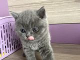 Bristh Shorthair