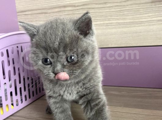 Bristh Shorthair