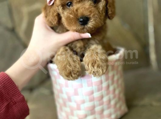 Red Brown Toy Poodle Yavrular