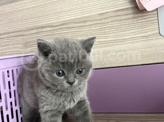 Bristh Shorthair görsel