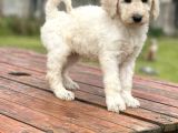 Standart Boy Irk Garantili Poodle Yavrular