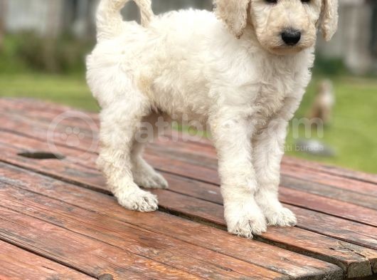 Standart Boy Irk Garantili Poodle Yavrular görsel