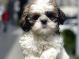 Bebek Surat Shih Tzu Yavrular