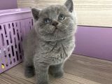 Bristh Shorthair