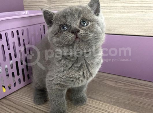 Bristh Shorthair görsel