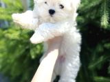 Maltese Mini Boy Yavrular