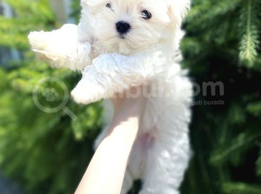 Maltese Mini Boy Yavrular