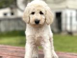 Standart Boy Irk Garantili Poodle Yavrular