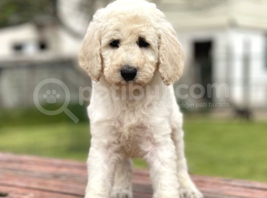Standart Boy Irk Garantili Poodle Yavrular