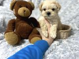 Maltipoo Dizayn Irk Sevimli Yavrular