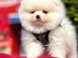 Safkan Pomeranian Boo Yavrularımız