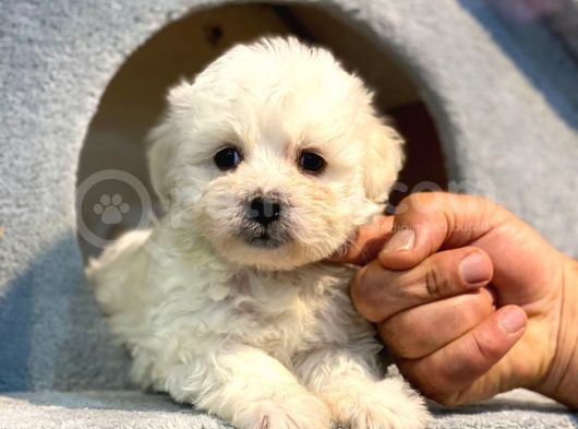 Tatli Maltese Terri̇er