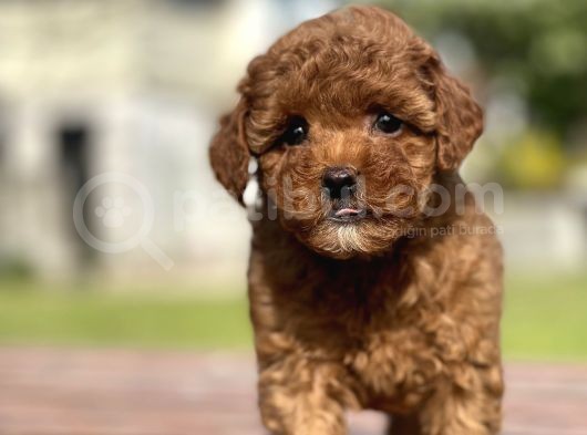 Bebek Surat Toy Poodle Yavrular görsel