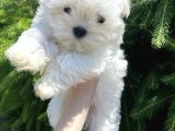 Maltese Mini Boy Yavrular