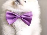 Teddy Face Pomeranian Bol Tüylü Pomeranian Yavrular