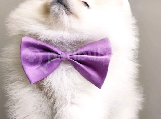 Teddy Face Pomeranian Bol Tüylü Pomeranian Yavrular görsel
