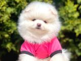 Safkan Pomeranian Boo Yavrularımız