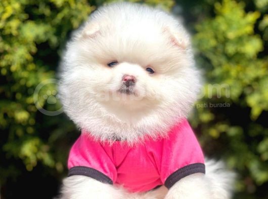 Safkan Pomeranian Boo Yavrularımız görsel